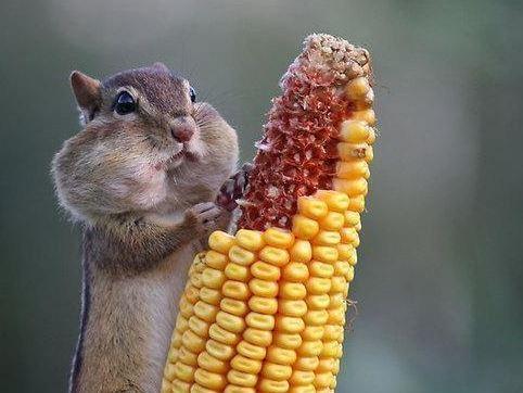 When the waiter asks how the food is... -   Misc