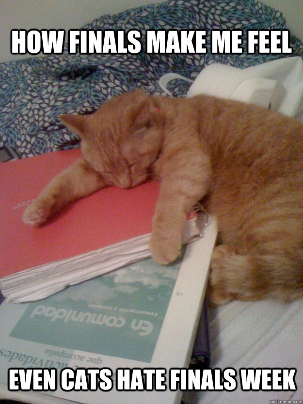 How finals make me feel Even cats hate finals week - How finals make me feel Even cats hate finals week  Lily hates finals