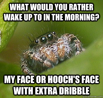 What would you rather wake up to in the morning?  My face or hooch's face with extra Dribble - What would you rather wake up to in the morning?  My face or hooch's face with extra Dribble  Misunderstood Spider