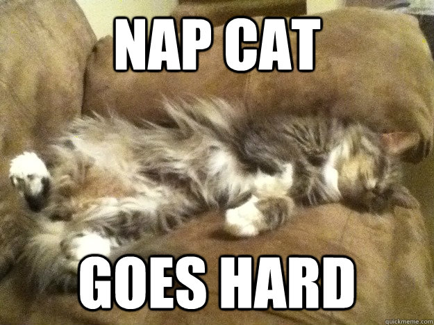 Nap Cat Goes Hard  Nap Cat