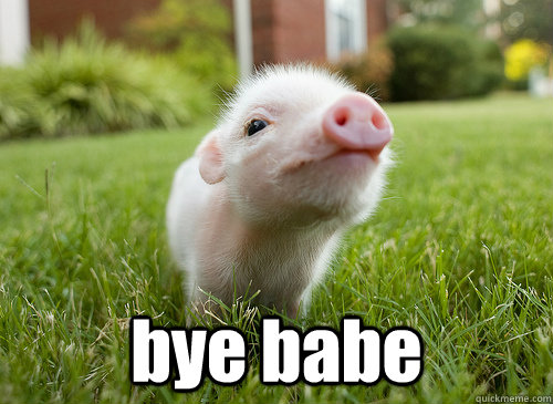  bye babe -  bye babe  baby pig