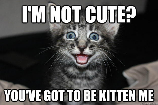 i'm not cute? you've got to be kitten me - i'm not cute? you've got to be kitten me  Misc