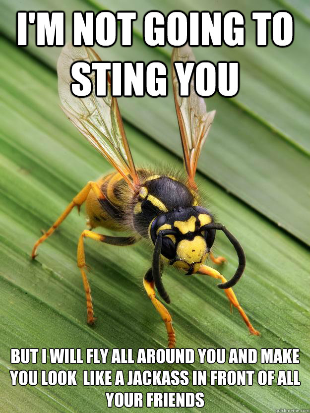 i'm not going to sting you  but i will fly all around you and make you look  like a jackass in front of all your friends - i'm not going to sting you  but i will fly all around you and make you look  like a jackass in front of all your friends  Scumbag Wasp