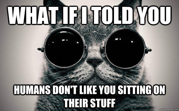 What if I told you Humans don't like you sitting on their stuff  Morpheus Cat Facts