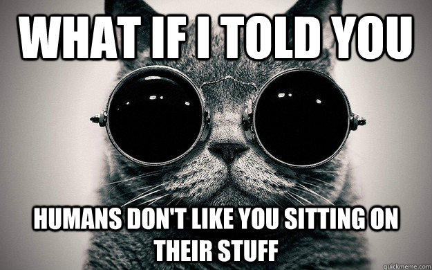 What if I told you Humans don't like you sitting on their stuff - What if I told you Humans don't like you sitting on their stuff  Morpheus Cat Facts