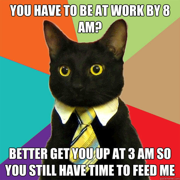 YOU HAVE TO BE AT WORK By 8 am? BETTER GET YOU UP AT 3 am so you still have time to feed me - YOU HAVE TO BE AT WORK By 8 am? BETTER GET YOU UP AT 3 am so you still have time to feed me  Business Cat