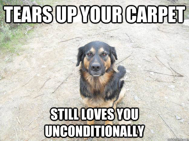 tears up your carpet still loves you unconditionally - tears up your carpet still loves you unconditionally  Good Guy Dog