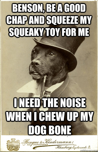 Benson, be a good chap and squeeze my squeaky toy for me I need the noise when I chew up my dog bone  Old Money Dog