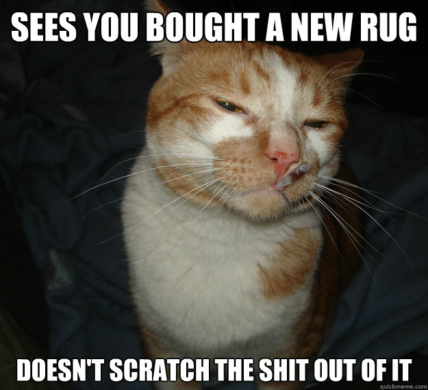 sees you bought a new rug doesn't scratch the shit out of it  Cool Cat Craig