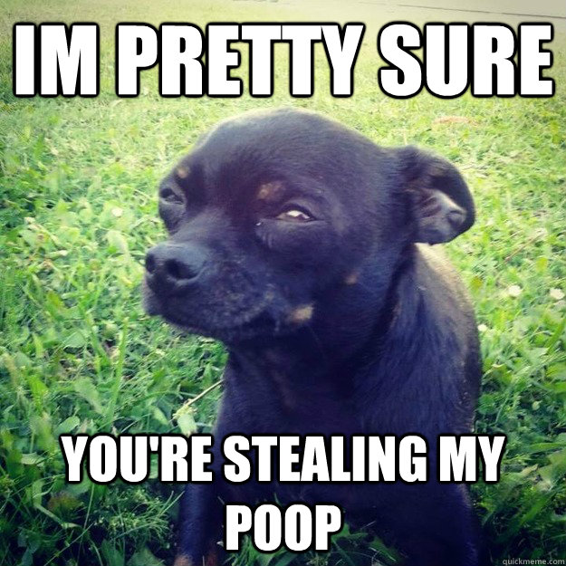 IM PRETTY SURE you're stealing my poop  Skeptical Dog