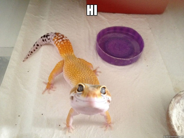 Hi Move to new york? - Hi Move to new york?  Ridiculously Photogenic Gecko