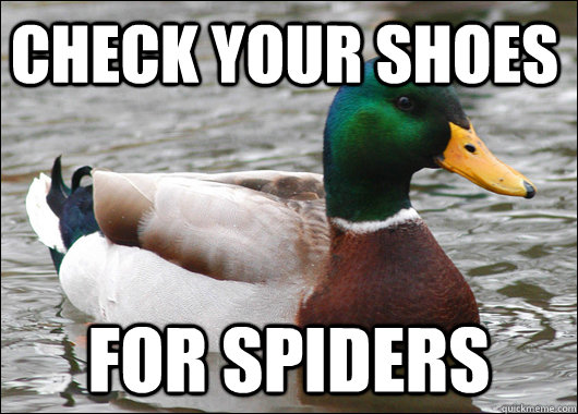check your shoes for spiders  Actual Advice Mallard