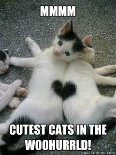mmmm cutest cats in the woohurrld!  3 cats