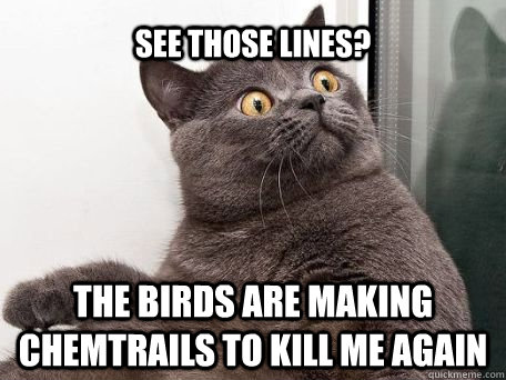 See those lines? The birds are making chemtrails to kill me again  conspiracy cat