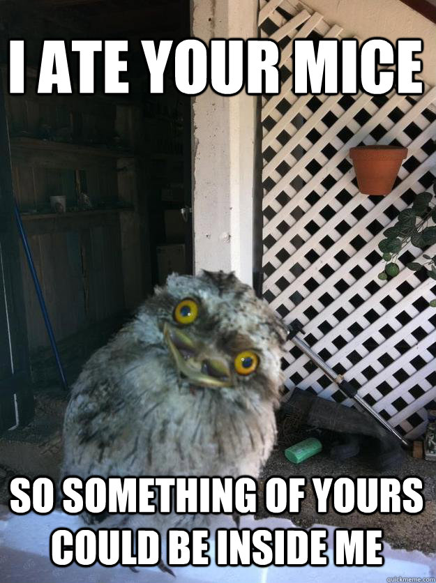 I ate your mice so something of yours could be inside me - I ate your mice so something of yours could be inside me  Overly Attached Owl