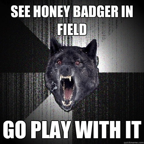See honey badger in field Go play with it  Insanity Wolf