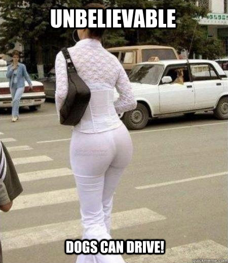 Unbelievable dogs can drive!  