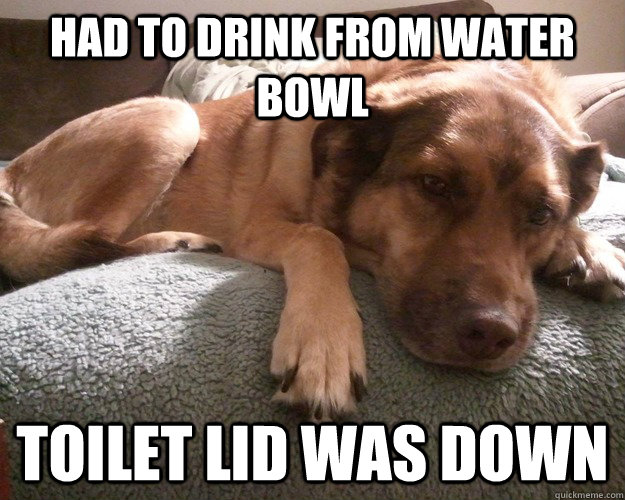 Had to drink from Water Bowl Toilet lid was down  First World Dog problems
