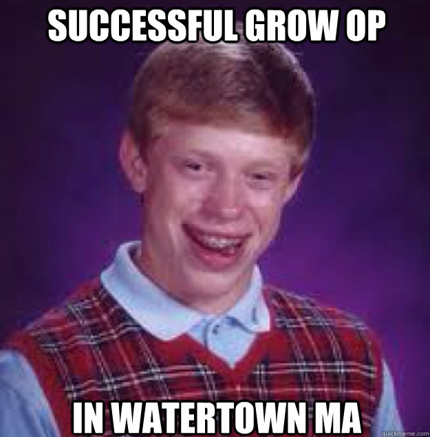 Successful grow Op In Watertown MA  Bad News Brian