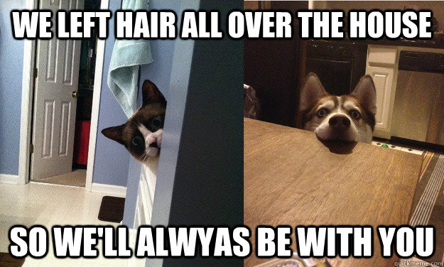 We left hair all over the house so we'll alwyas be with you - We left hair all over the house so we'll alwyas be with you  Misc