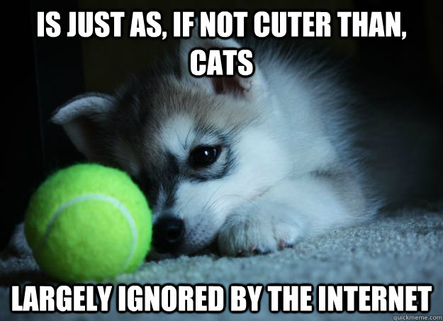 Is just as, if not cuter than, cats largely ignored by the Internet  