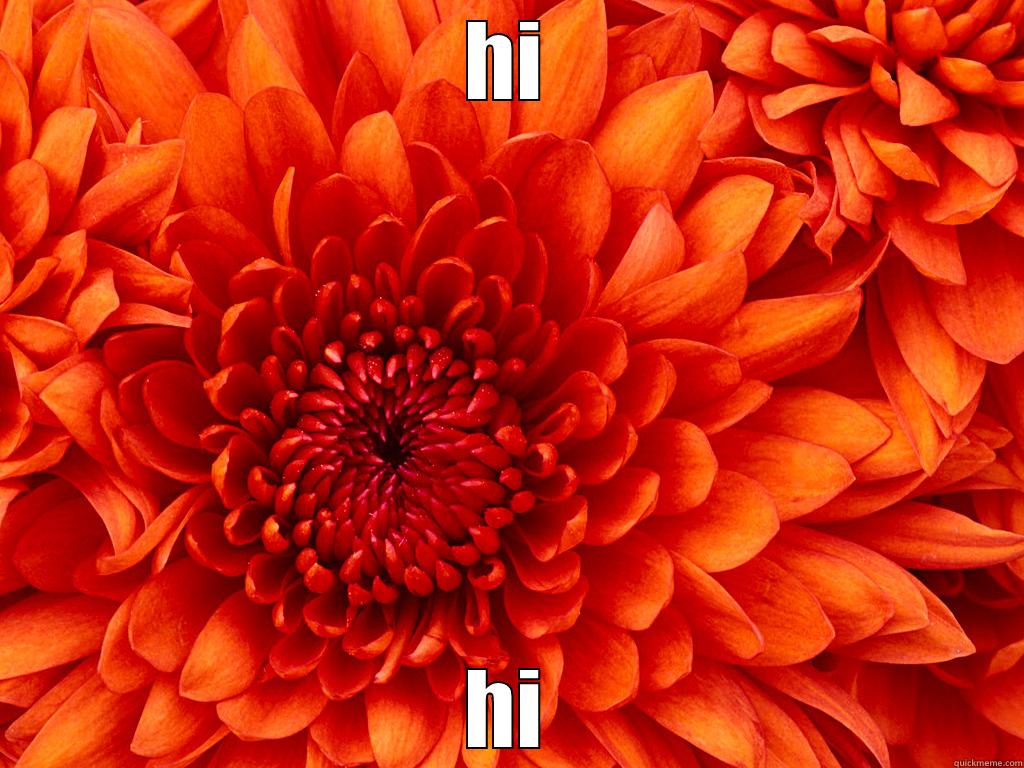 HI HI Socially Awkward Penguin