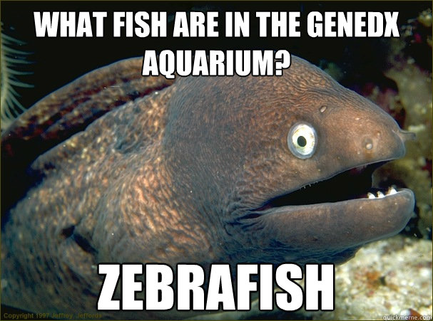 What fish are in the GeneDX Aquarium? Zebrafish  Bad Joke Eel
