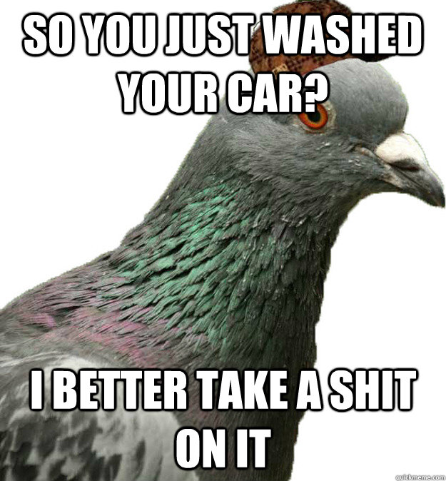 so you just washed your car? i better take a shit on it - so you just washed your car? i better take a shit on it  scumbag bird