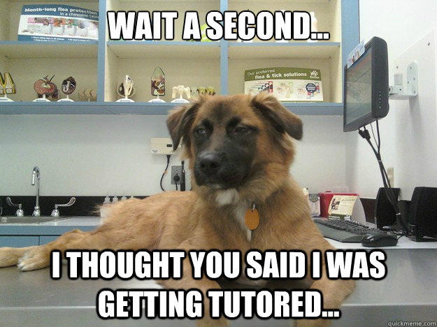 Wait a second... I thought you said I was getting tutored...  Suspicious Dog