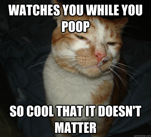 watches you while you poop so cool that it doesn't matter  Cool Cat Craig
