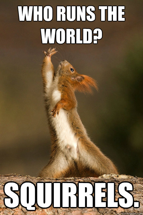 Who Runs the World? Squirrels. - Who Runs the World? Squirrels.  Who Run The World Squirrels