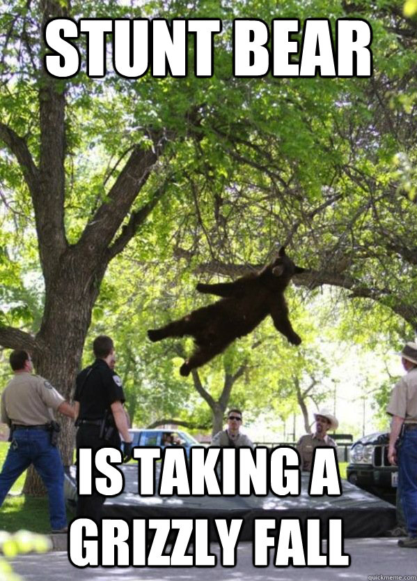 stunt bear is taking a grizzly fall - stunt bear is taking a grizzly fall  Stunt Bear