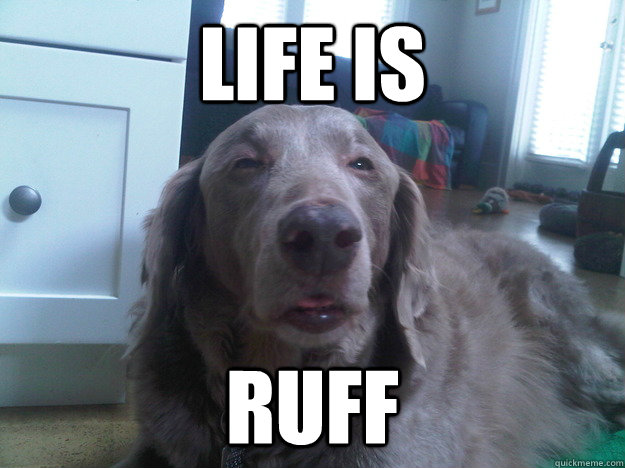 life is ruff  10 Dog