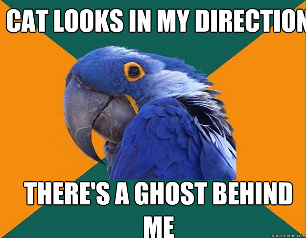 Cat looks in my direction there's a ghost behind me  Paranoid Parrot