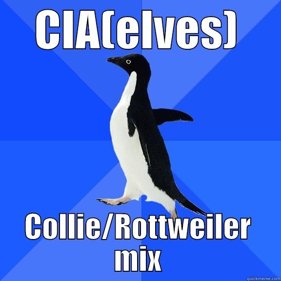 CIA(ELVES) COLLIE/ROTTWEILER MIX Socially Awkward Penguin