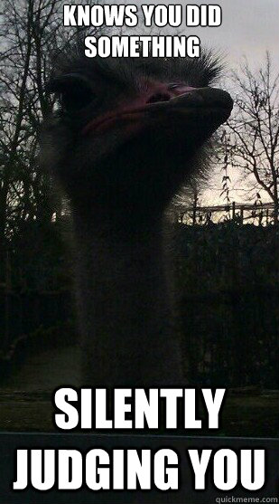 Knows you did something Silently judging you - Knows you did something Silently judging you  Suspicious Ostrich