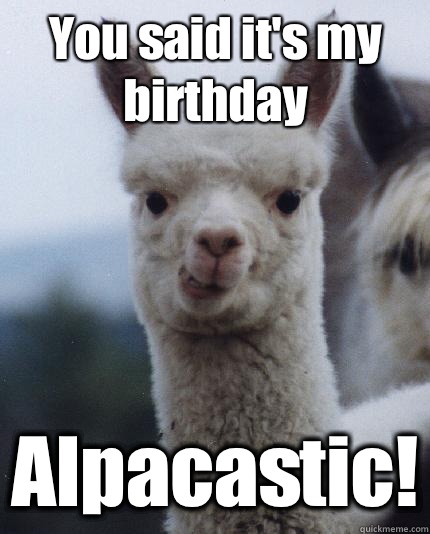 You said it's my birthday Alpacastic!  ALPACA