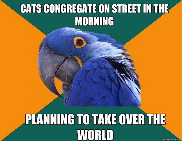 cats congregate on street in the morning planning to take over the world  Paranoid Parrot