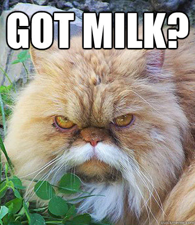 Got Milk?   Diabeetus Cat
