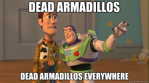 Dead Armadillos Dead armadillos everywhere  Everywhere