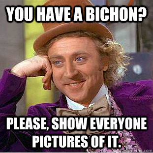 You have a bichon? Please, show everyone pictures of it.  Condescending Wonka