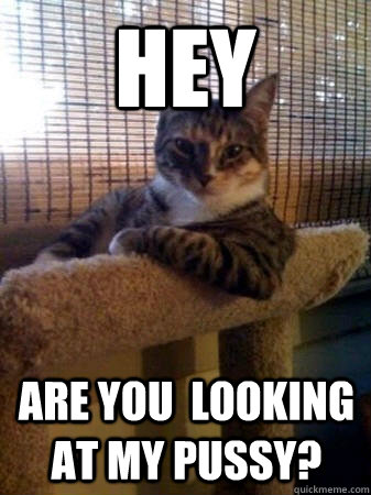 Hey Are you  looking at my pussy? - Hey Are you  looking at my pussy?  The Most Interesting Cat in the World