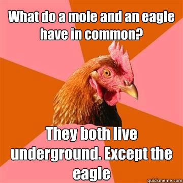 What do a mole and an eagle have in common? They both live underground. Except the eagle - What do a mole and an eagle have in common? They both live underground. Except the eagle  Anti-Joke Chicken