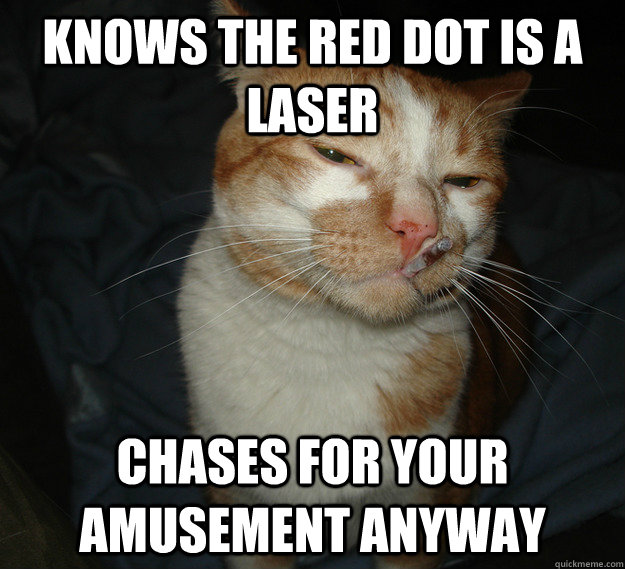 knows the red dot is a laser chases for your amusement anyway  Cool Cat Craig