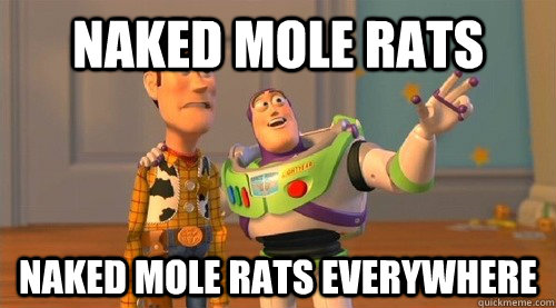 Naked mole rats Naked mole rats everywhere - Naked mole rats Naked mole rats everywhere  Buzz Kill