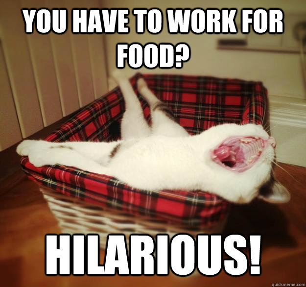 you have to work for food? hilarious!  Oblivious Flat Cat