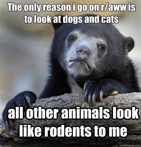 The only reason i go on r/aww is to look at dogs and cats all other animals look like rodents to me   Confession Bear