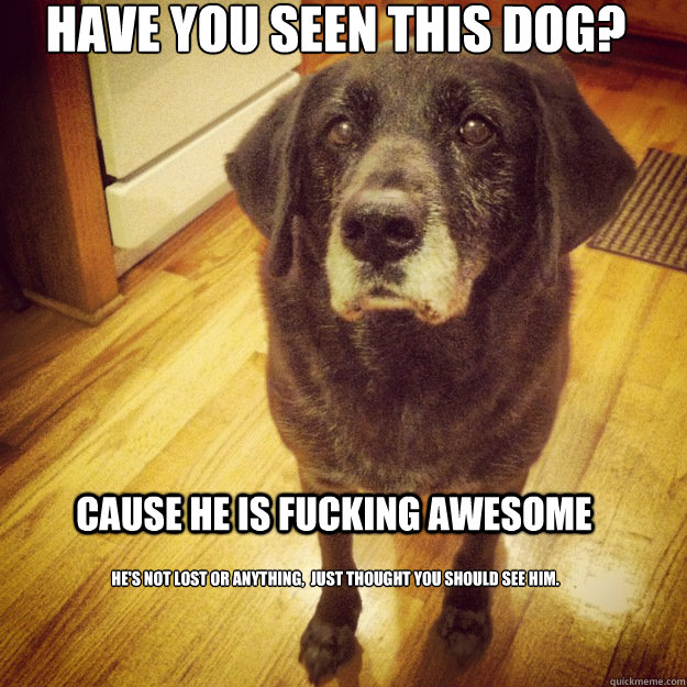 HAve you seen this Dog? cause He is fucking awesome He's not lost or anything,  just thought you should see him.  Plato