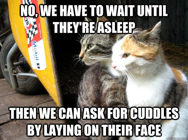 No, we have to wait until they're asleep then we can ask for cuddles by laying on their face  Restraining Cat