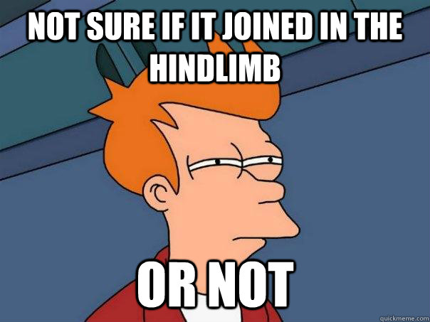 Not sure if it joined in the hindlimb or not  Futurama Fry